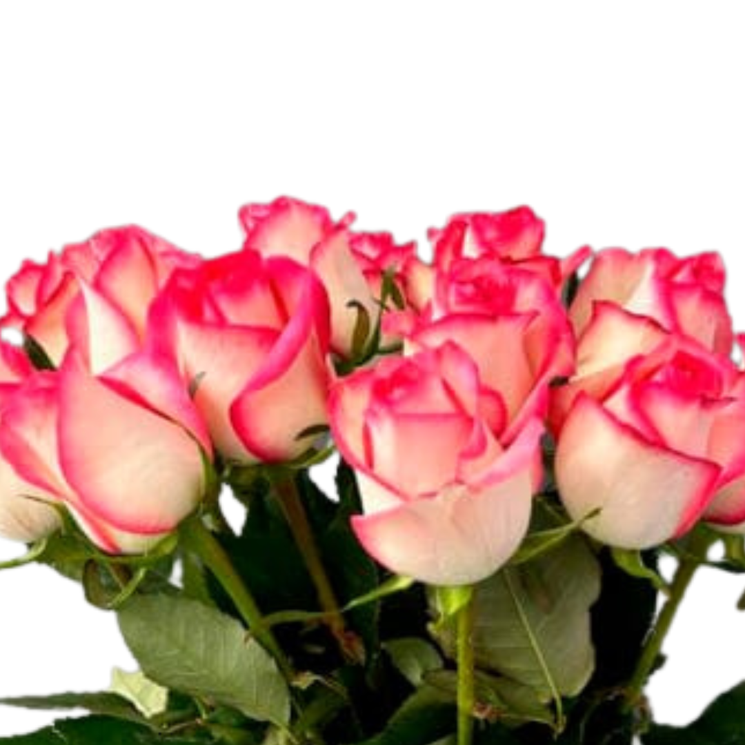 9 Roze Jumilia