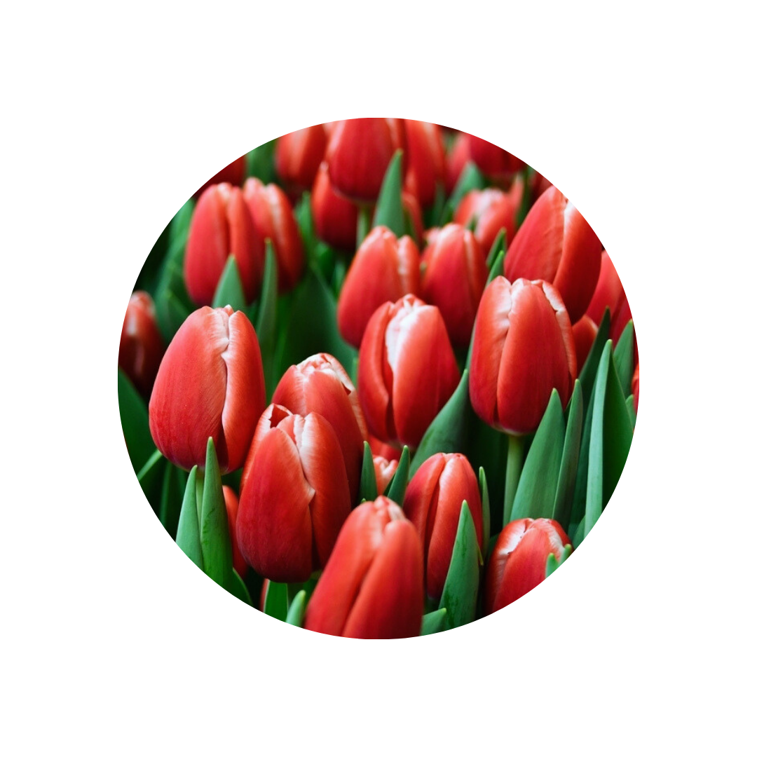 9 Tulpe Kung-Fu