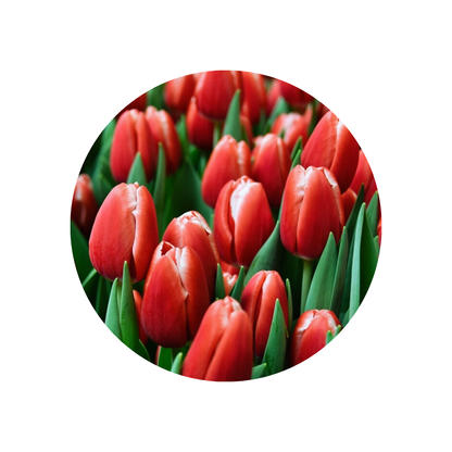 9 Tulpe Kung-Fu