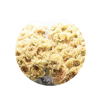 9 Diantus Cappuccino