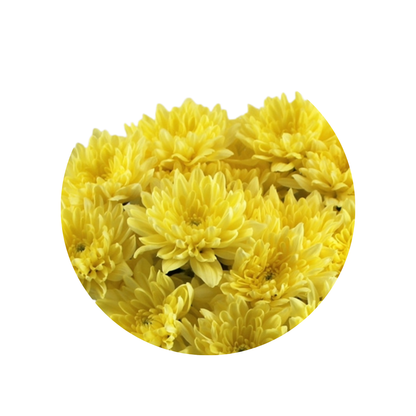 9 Krizantēma Baltica Yellow
