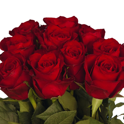 9 Roze Madam Red