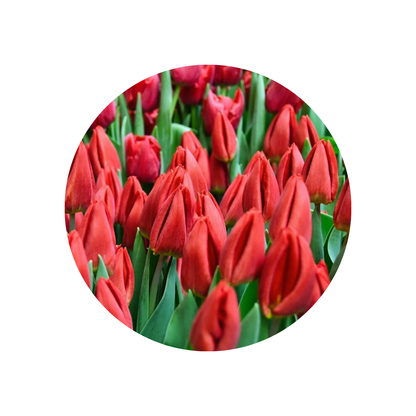 9 Tulpe Love Fligth