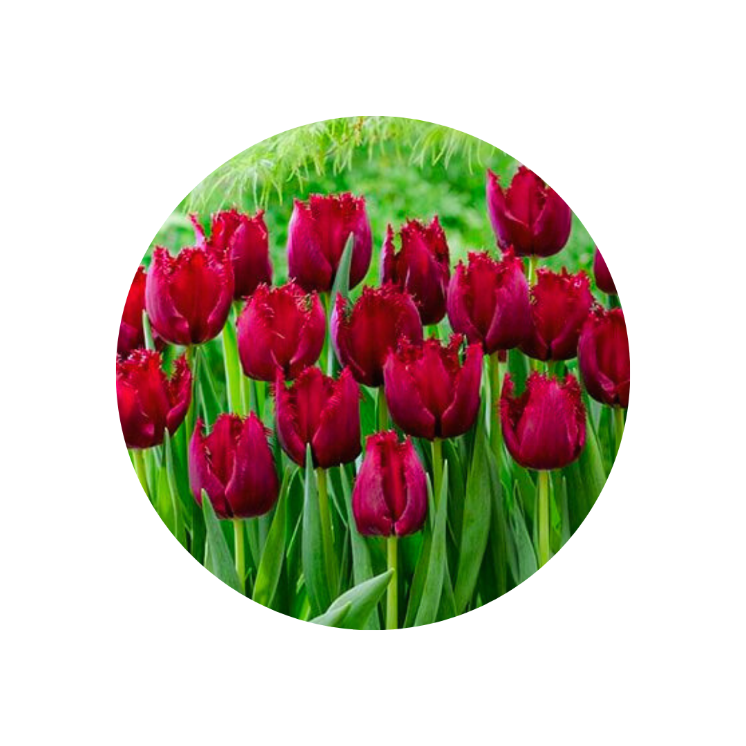 9 Tulpe Philly Belle