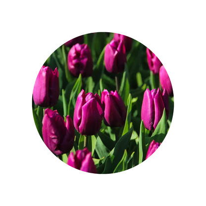 9 Tulpe Purple Prince