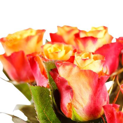 9 Roze Meteor