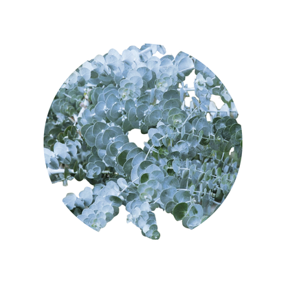 9 Eikalipts Baby Blue