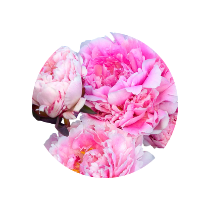 9 Peonija Sarah Bernhardt