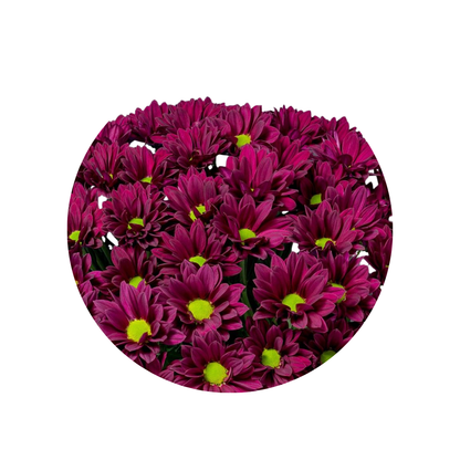 9 Krizantēma Purple Star