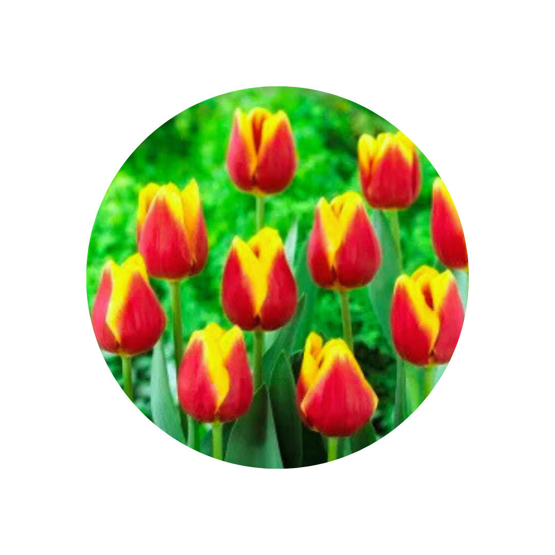 9 Tulpe Residence