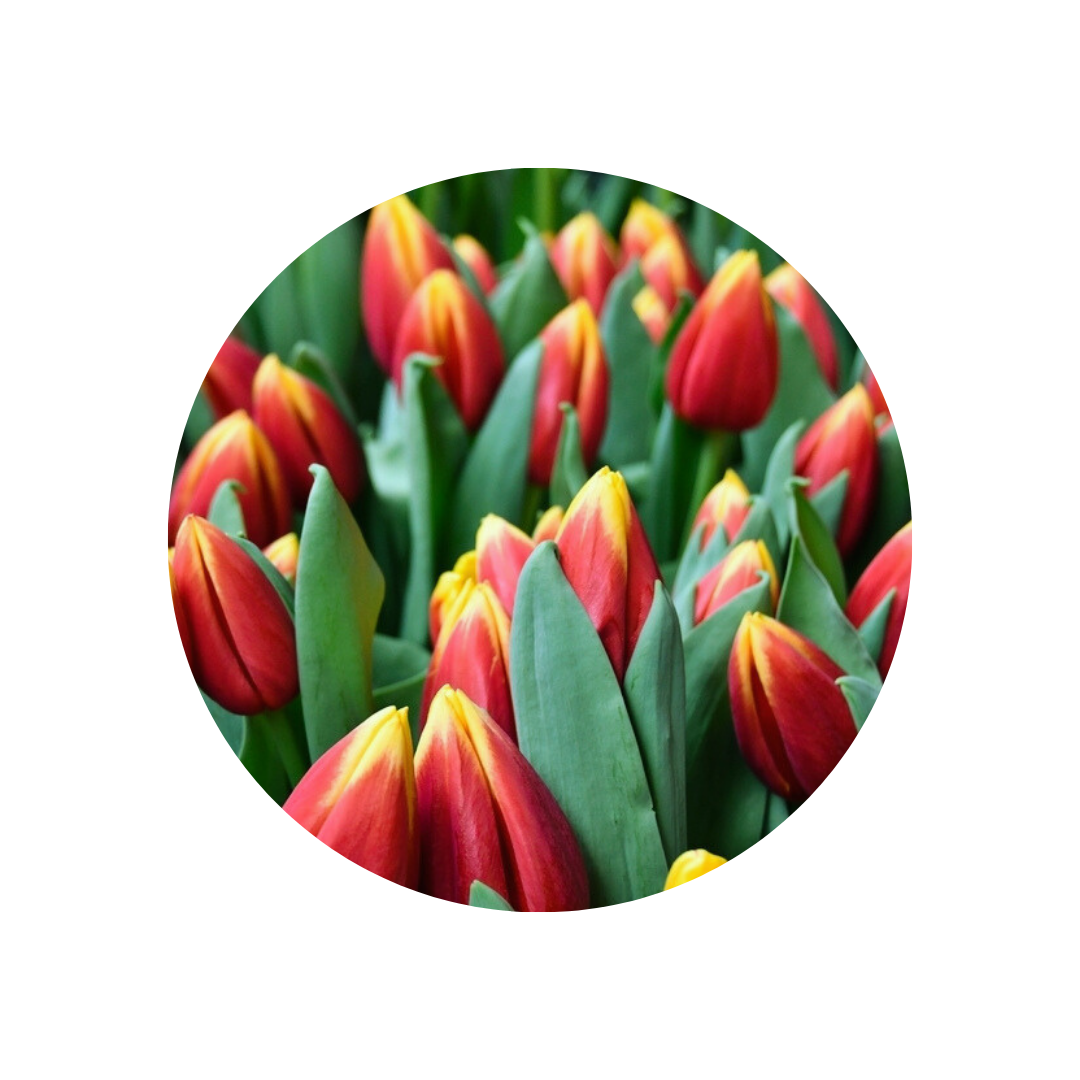 9 Tulpe Russia