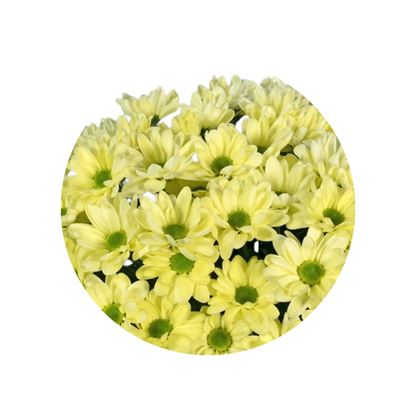 9 Krizantēma Chic Cream