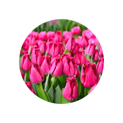 9 Tulpe San Christina