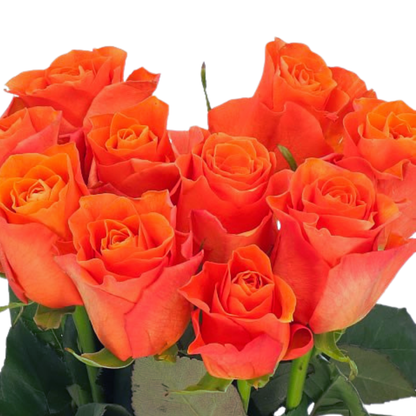 9 Roze Orange Wave