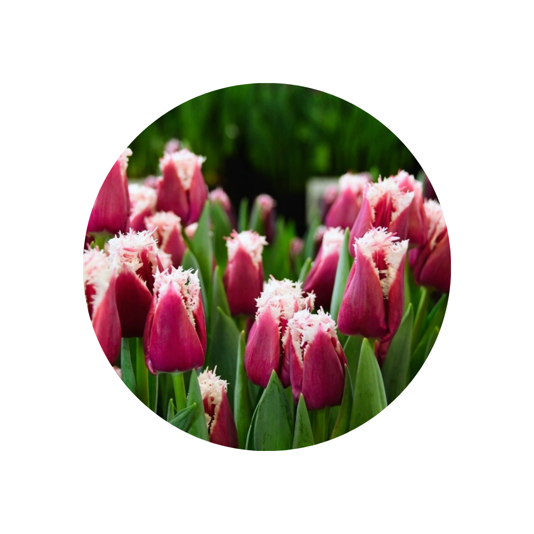 9 Tulpe San Stefano