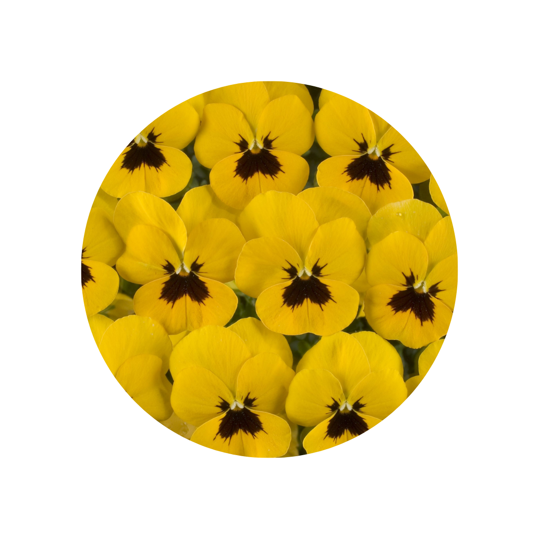 18 Atraitnīte Yellow+eye