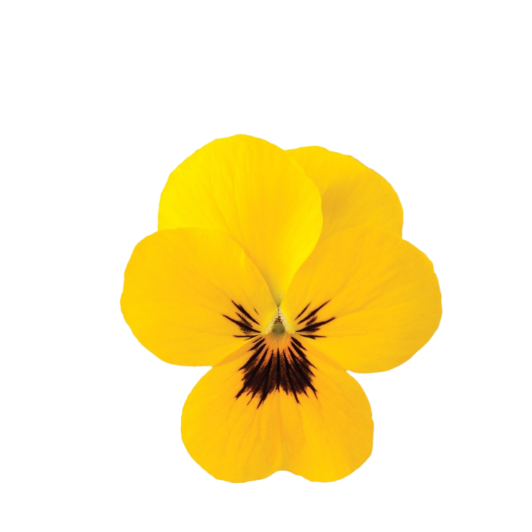 18 Atraitnīte Yellow+eye