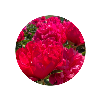 9 Peonija Belgravia