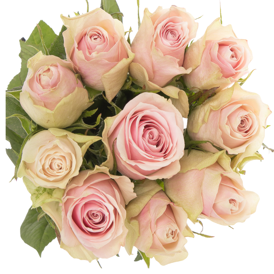 9 Roze Paloma