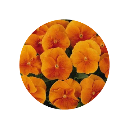 18 Atraitnīte Orange