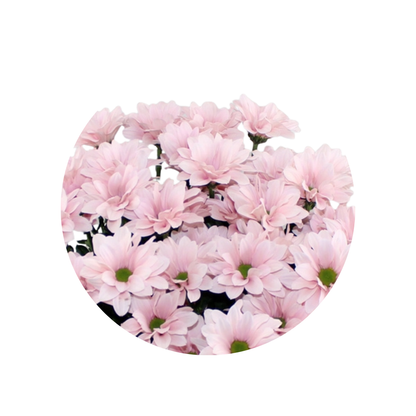 9 Krizantēma Kennedy Rosy