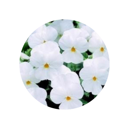 18 Atraitnīte White_eye