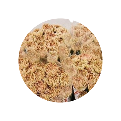 9 Diantus Lege Marrone