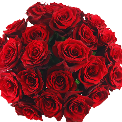 9 Roze Explorer