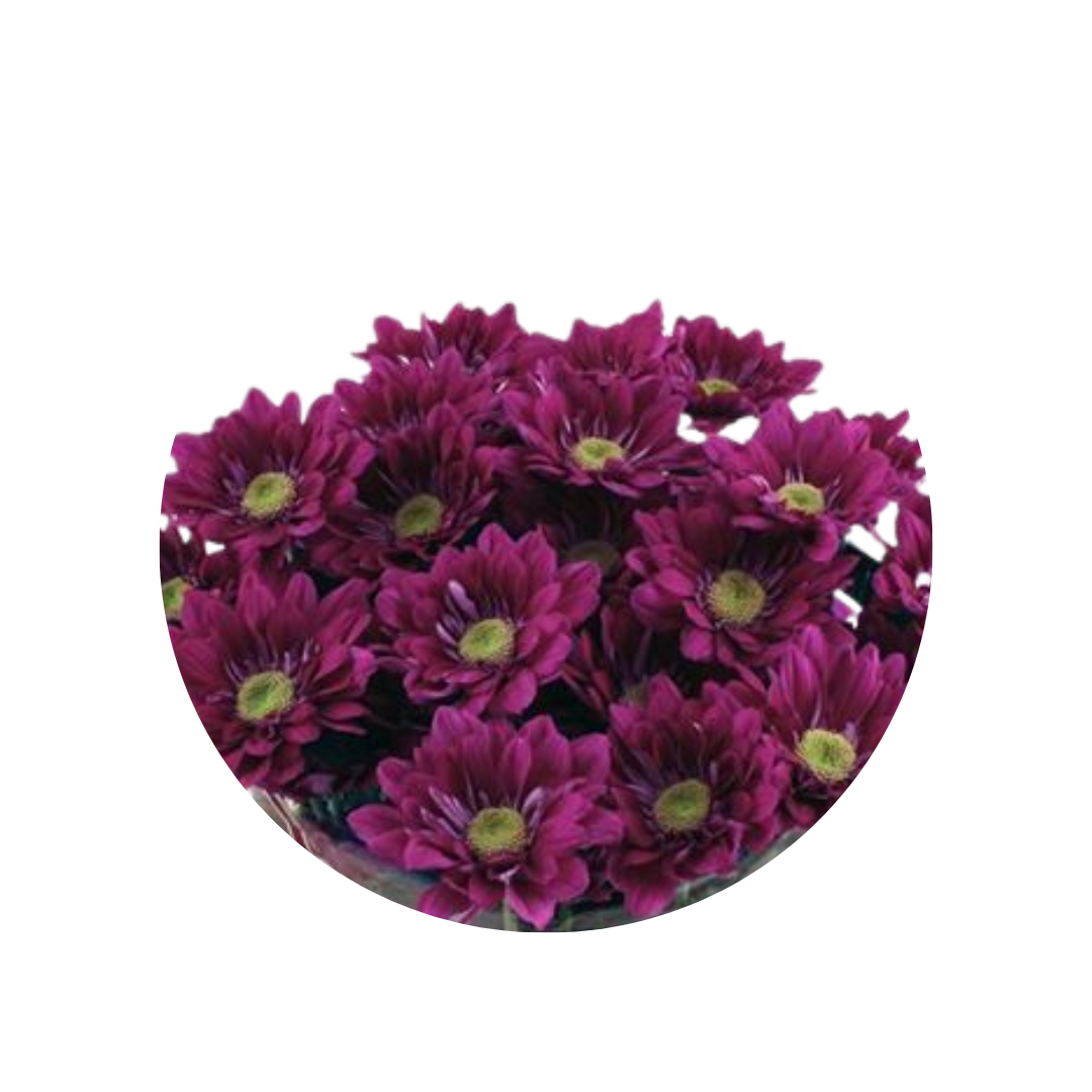 9 Krizantēma Serenit Purple