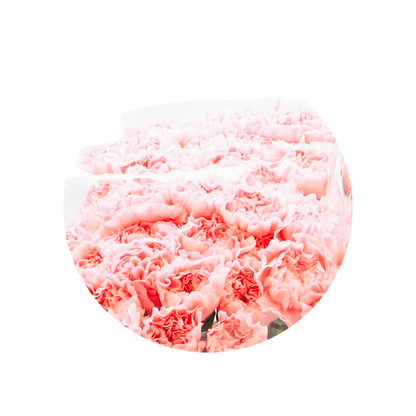 9 Diantus Pink Montezuma