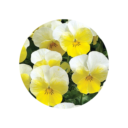 18 Atraitnīte Primerose
