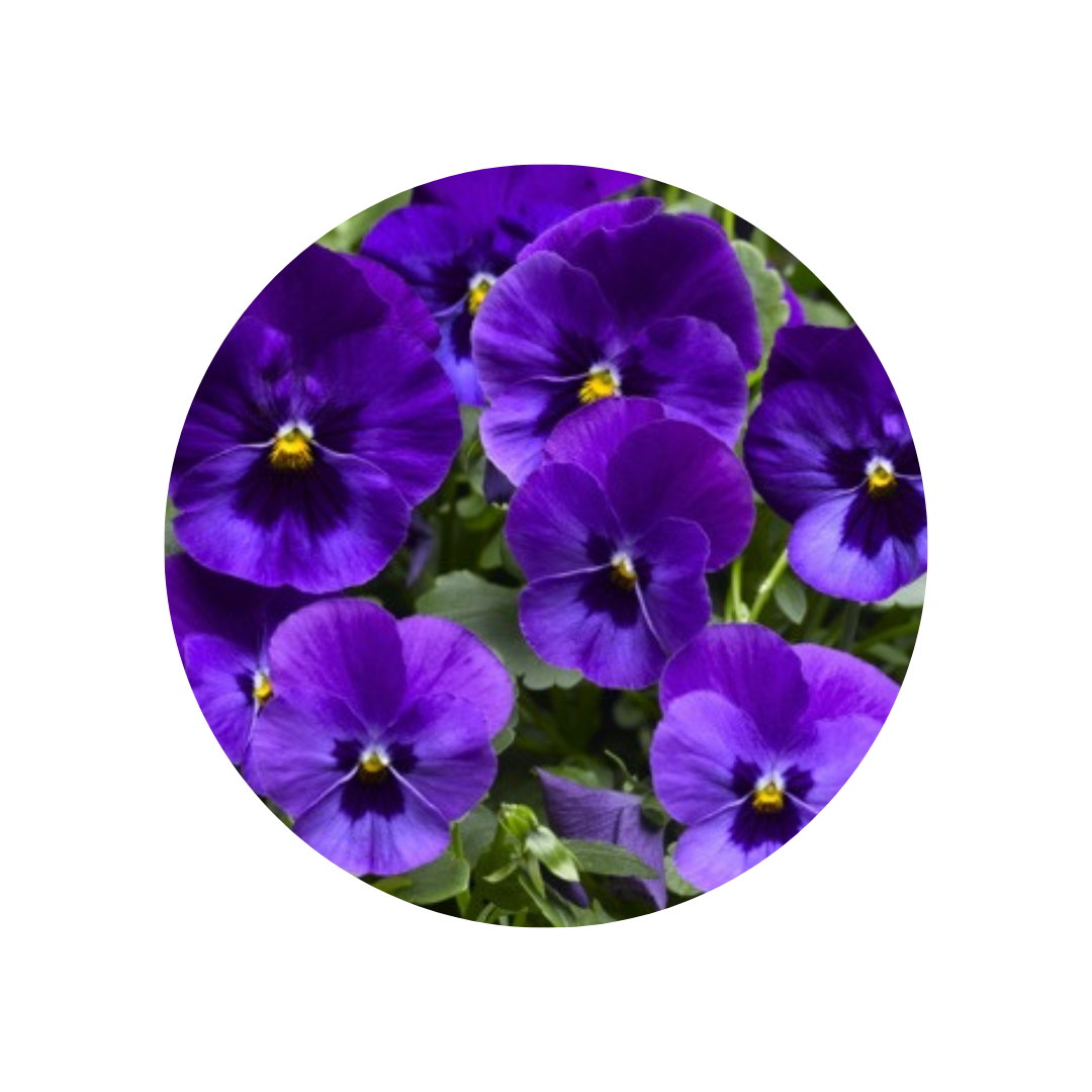 18 Atraitnīte XP De Blue