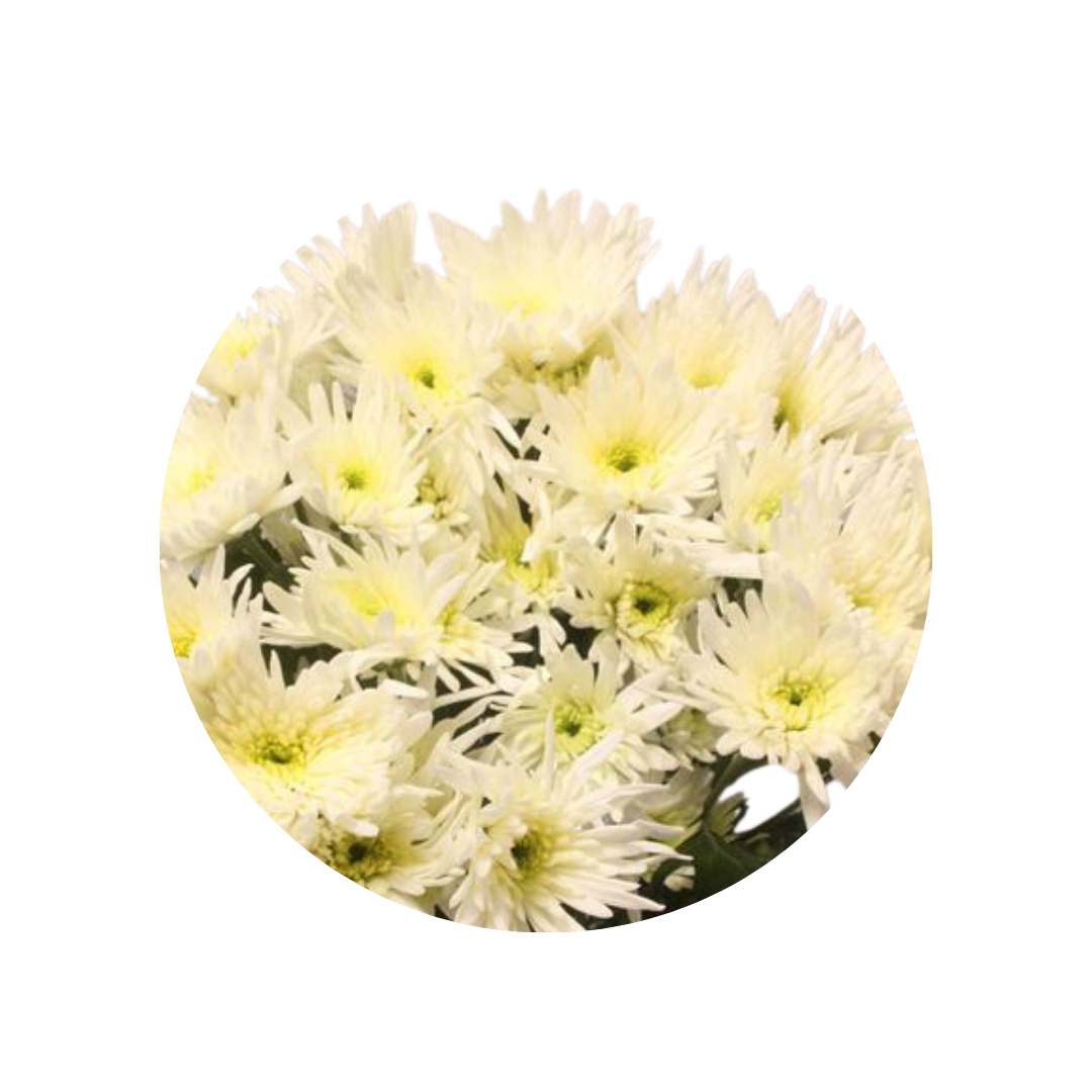9 Krizantēma Delian White
