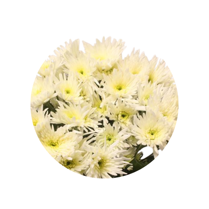 9 Krizantēma Delian White