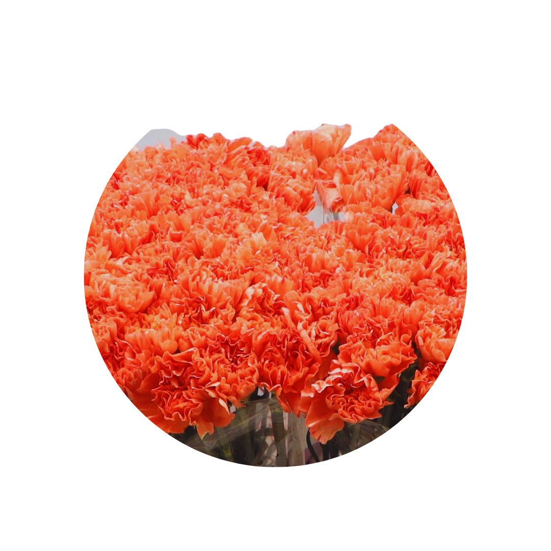 9 Diantus Tamarind