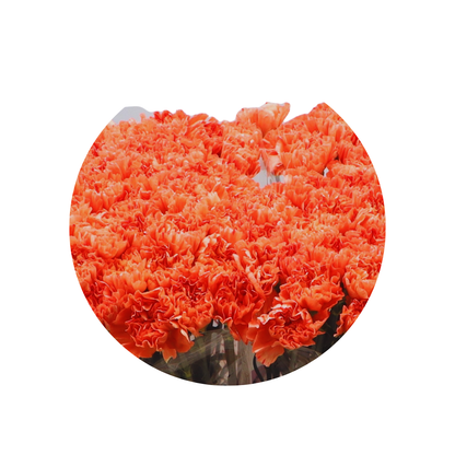 9 Diantus Tamarind
