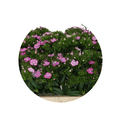 9 Diantus Barb Am Rose