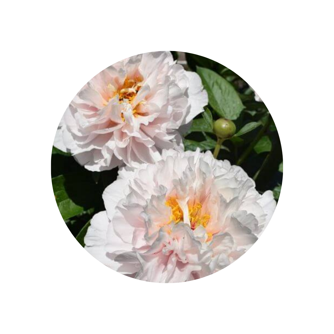 9 Peonija Blush Princess
