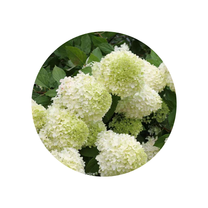 Hortenzija White Sun