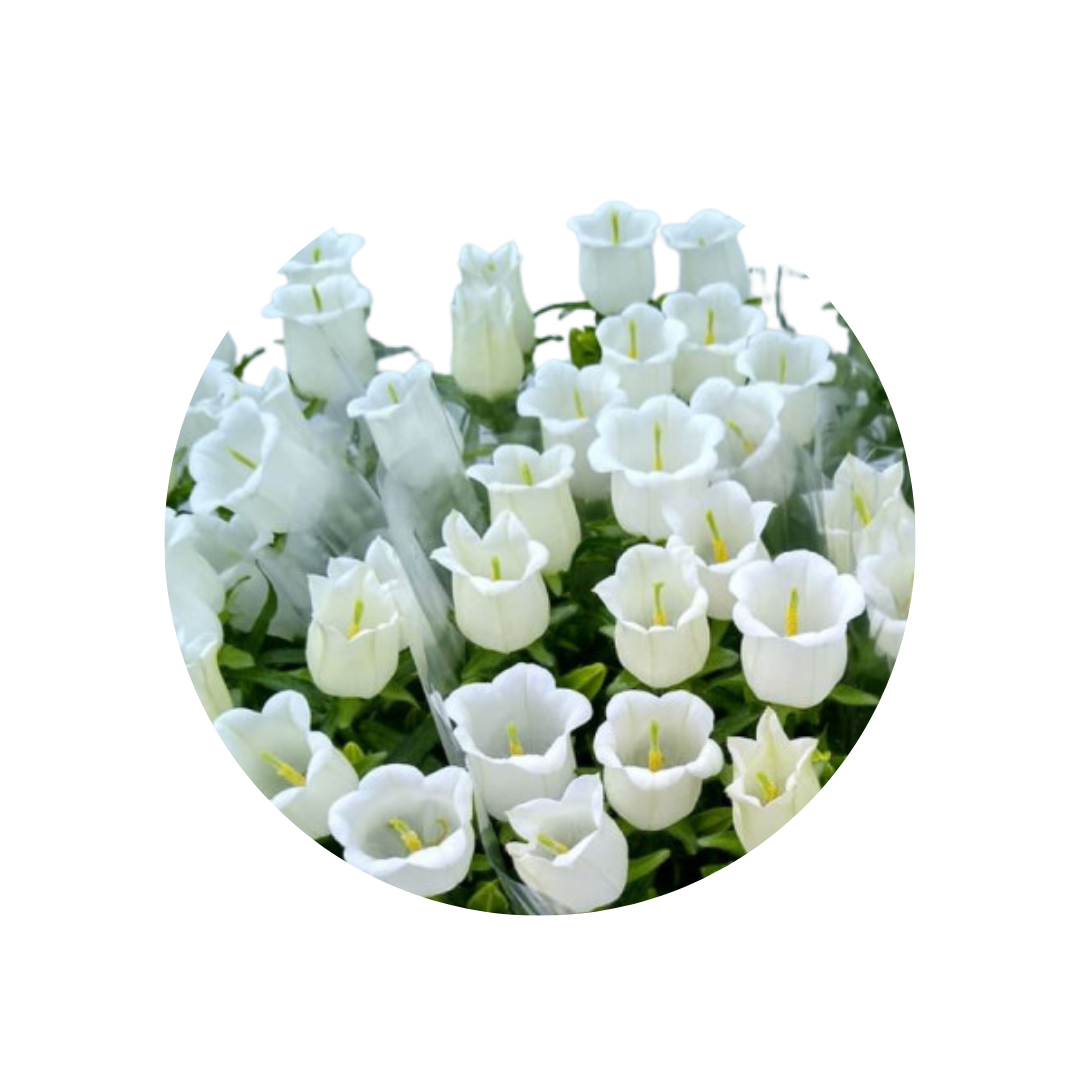 9 Campanula Champion White