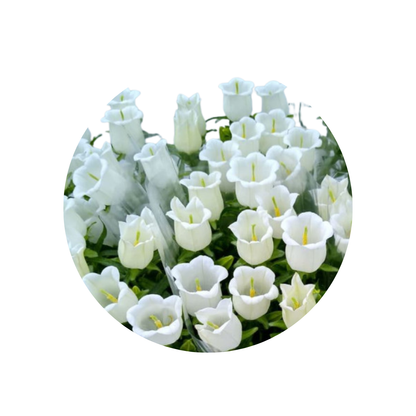 9 Campanula Champion White