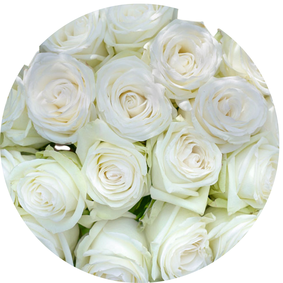 50 Roze Alba