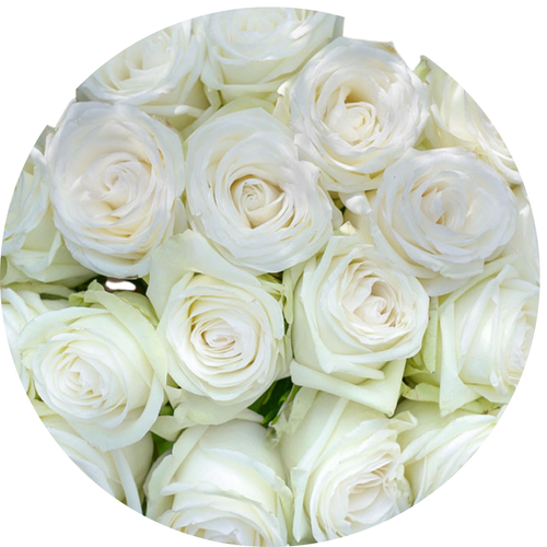 50 Roze Alba