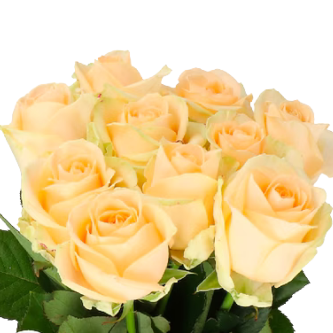 9 Roze Avalanhe Peach