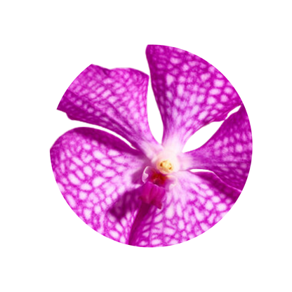 8 Orhideja Kan Mag Pink