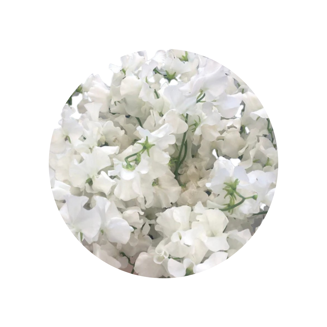 120  Puķuzirnīši LatHyr White