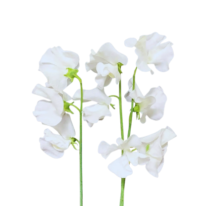 120  Puķuzirnīši LatHyr White