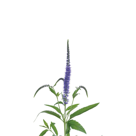 9 Veronika Skyler Blue