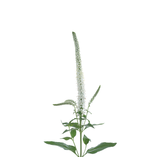 9 Veronika Smart Luna