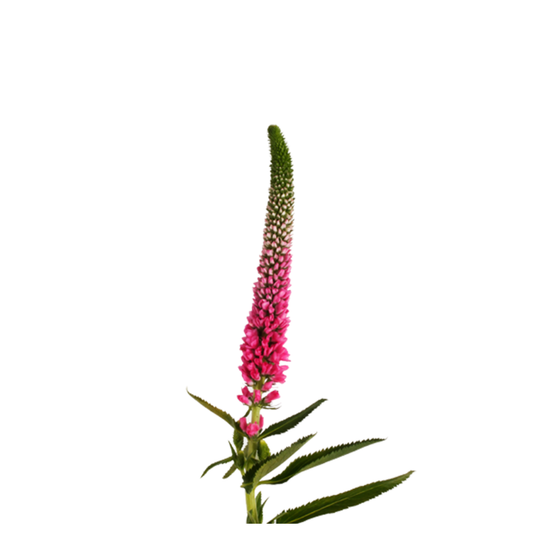 9 Veronika Smart Artist